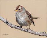White-crowned Sparrow