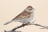 Chipping Sparrow