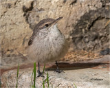 Rock Wren
