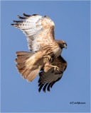 Red-tailed Hawk