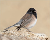 Dark-eyed Junco