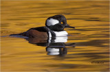 Hooded Merganser