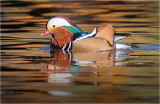 Mandarin Duck