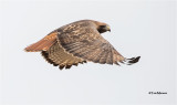 Red-tailed Hawk