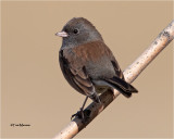 Dark-eyed Junco