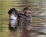 Hooded Merganser