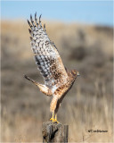 Northern Harrier
