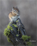 Chipmunk