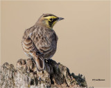 Horned Lark