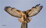  Red-tailed Hawk 