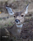  Mule deer 