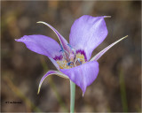 Mariposa Lily