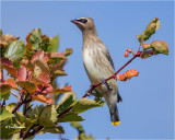 Cedar Waxwing