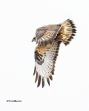  Rough-legged Hawk