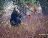 Moose