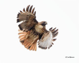 Red-tailed Hawk