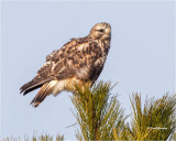 Rough-legged Hawk