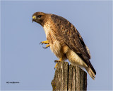 Red-tailed Hawk
