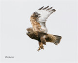 Rough-legged Hawk