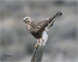 Rough-legged Hawk