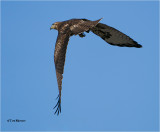 Red-tailed Hawk