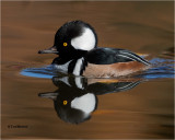Hooded Merganser