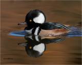  Hooded Merganser 