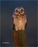Short-eared Owl (taken in the headlights of the car)