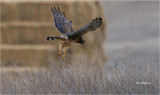 Northern Harrier