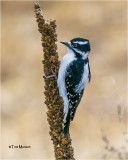  Downy Woodpecker 