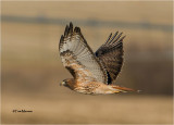  Red-tailed Hawk