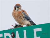 American Kestrel