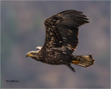 eagles