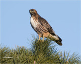  Red-tailed Hawk 