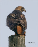 Red-tailed Hawk