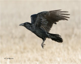 Common Raven