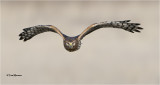 Northern Harrier