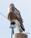 Rough-legged Hawk
