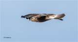  Rough-legged Hawk 