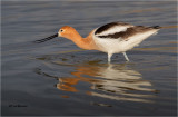 American Avocet