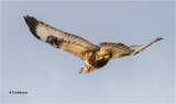  Rough-legged Hawk 