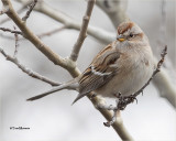  American Tree Sparrow 