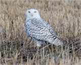Snowy Owl