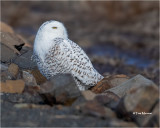 Snowy Owl