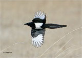 Black-billed Magpie
