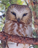 Northern Saw-whet Owl