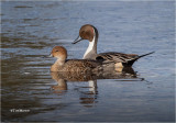  Northern Pintails