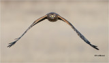 Northern Harrier