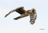  Northern Harrier