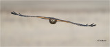 Northern Harrier